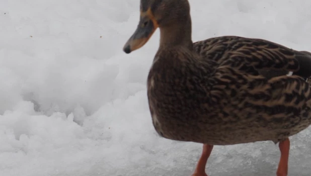 Одинокая утка в Юбилейном парке.