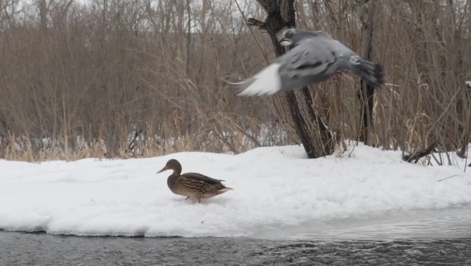 Одинокая утка в Юбилейном парке.
