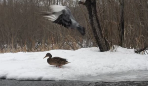 Одинокая утка в Юбилейном парке.