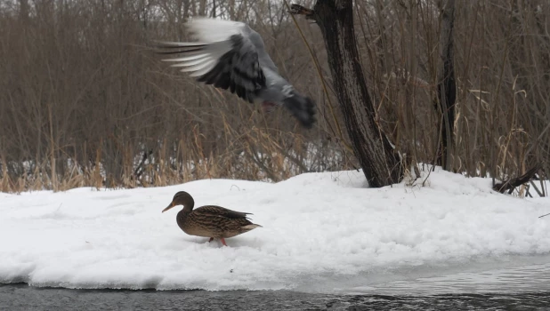 Одинокая утка в Юбилейном парке.