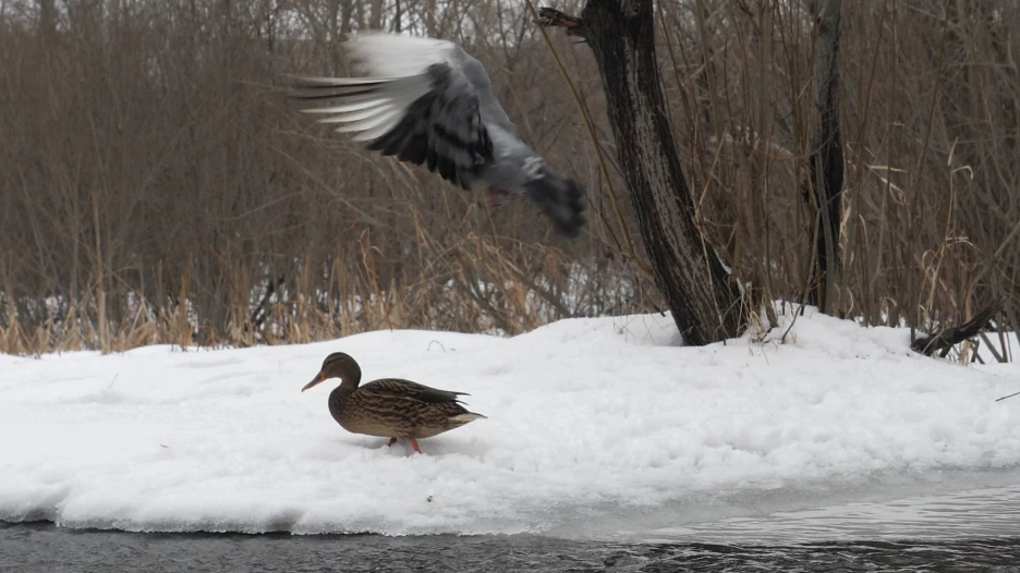 Одинокая утка в Юбилейном парке.
