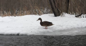 Одинокая утка в Юбилейном парке.