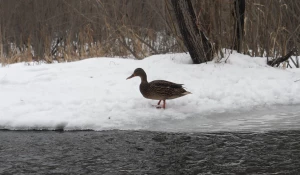 Одинокая утка в Юбилейном парке.