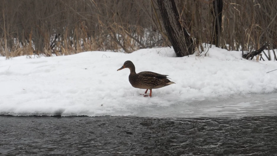 Одинокая утка в Юбилейном парке.