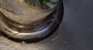 Черви в питьевом кране барнаульской школы.