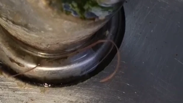 Черви в питьевом кране барнаульской школы.