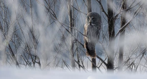 Зима в Алтайском крае 