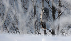 Зима в Алтайском крае 