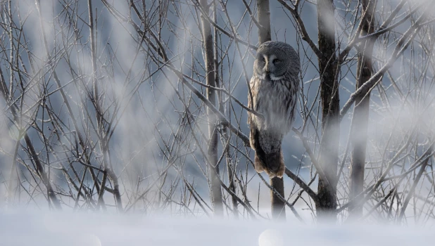 Зима в Алтайском крае 