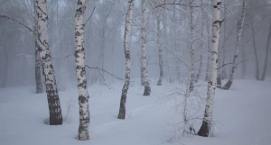 Зима в Алтайском крае 