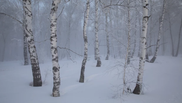 Зима в Алтайском крае 