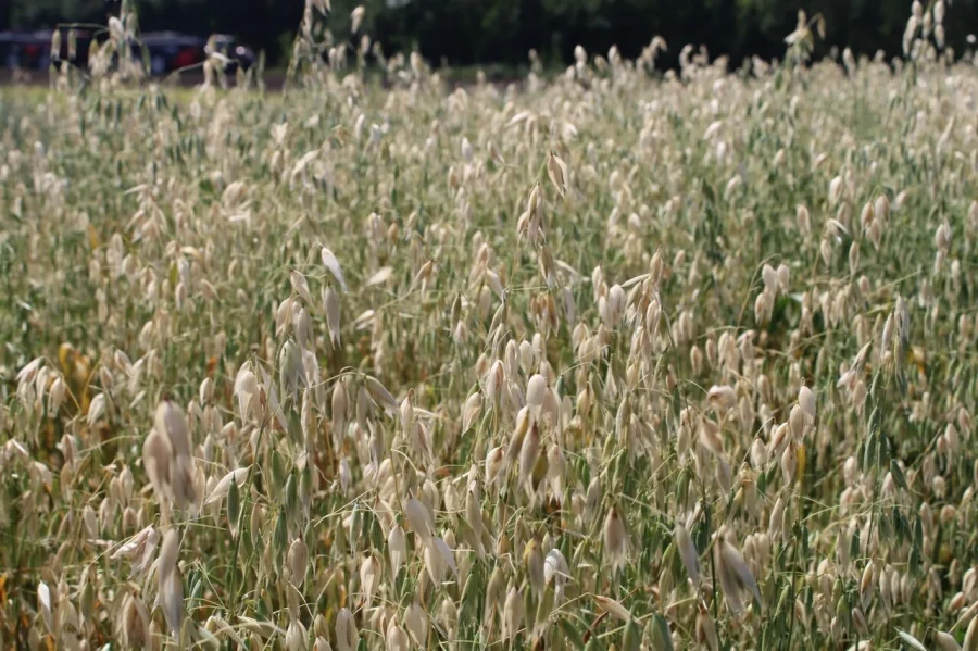 Алтайский центр агротехнологий