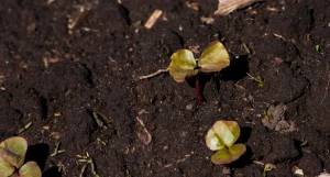 Фермерское хозяйство 