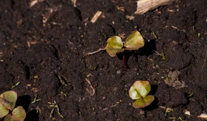 Фермерское хозяйство 