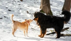 Собаки на прогулке.