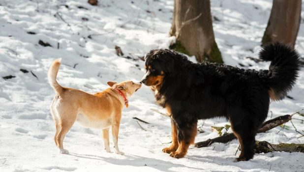 Собаки на прогулке.