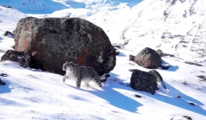 Снежный ирбис. 