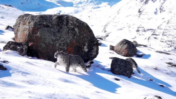 Снежный ирбис. 