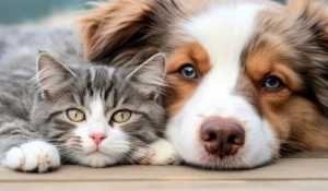 Кошка с собакой.