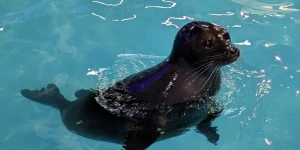 Забавные шустрые нерпы показывали водные фокусы барнаульцам