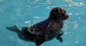 Забавные шустрые нерпы показывали водные фокусы барнаульцам