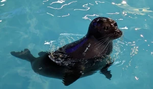 Забавные шустрые нерпы показывали водные фокусы барнаульцам