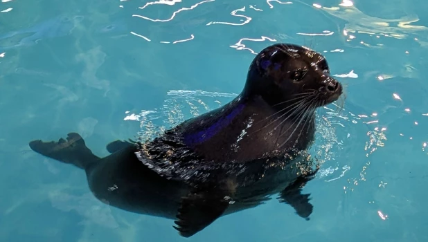 Забавные шустрые нерпы показывали водные фокусы барнаульцам