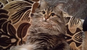 Сибирячке помогли вернуть любимого питомца.