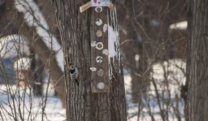 Птицы в парке «Изумрудный», 2025 год.