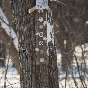 Птицы в парке «Изумрудный», 2025 год.