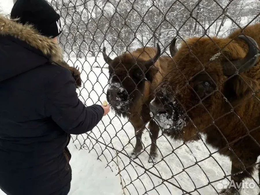 Туры по Алтаю