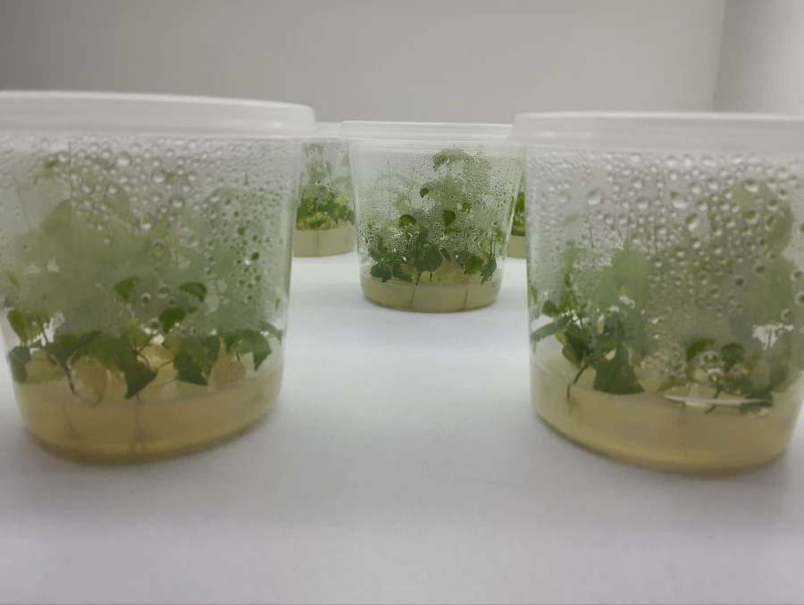 Алтайский центр прикладной биотехнологии