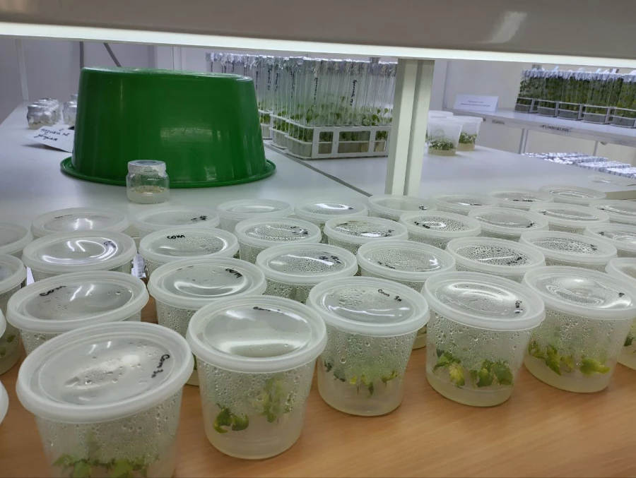 Алтайский центр прикладной биотехнологии