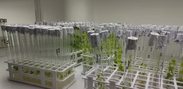 Алтайский центр прикладной биотехнологии