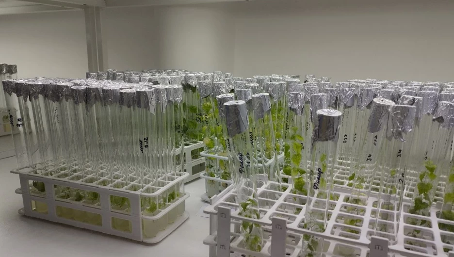 Алтайский центр прикладной биотехнологии