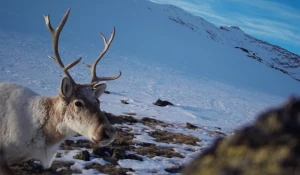 Горы на Алтае.