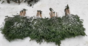 Старый Базар. Елки