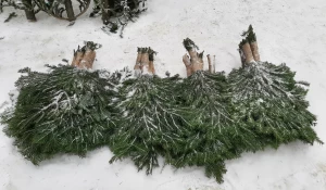 Старый Базар. Елки