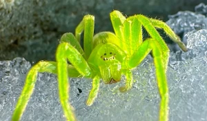 Зеленый паук Алтая.