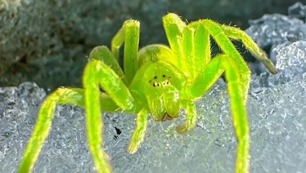 Зеленый паук Алтая.