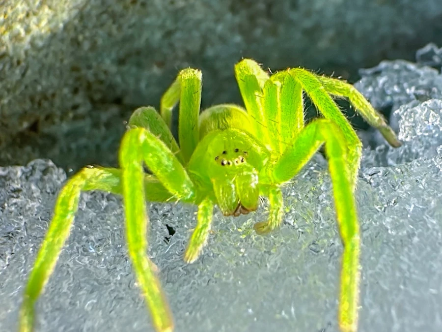 Зеленый паук Алтая.