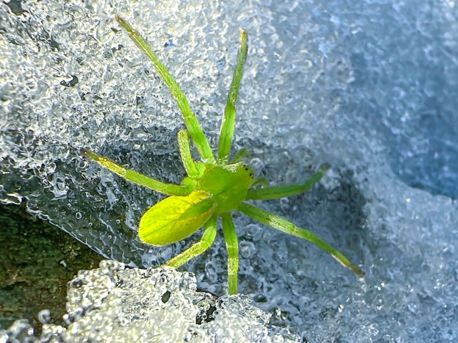 Зеленый паук Алтая.
