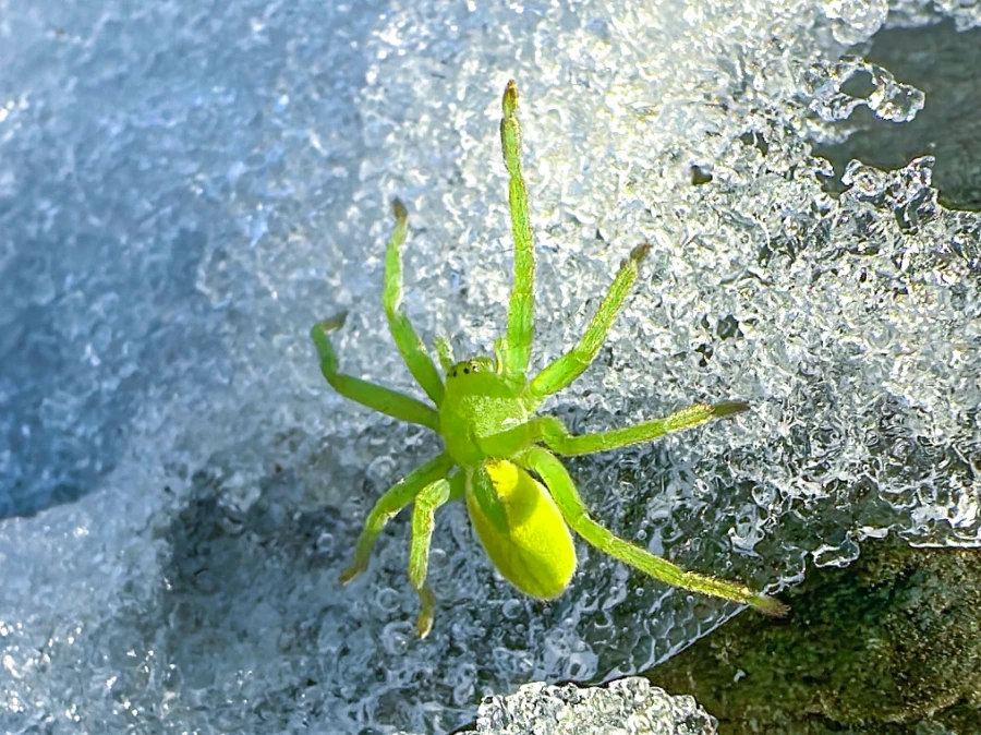 Зеленый паук Алтая.