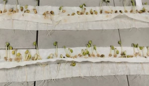 Соя. Проростки