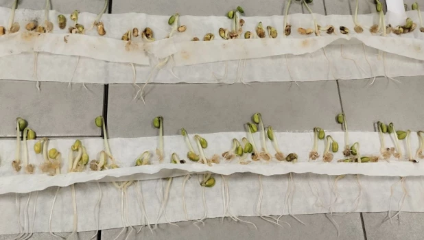 Соя. Проростки