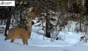 Косули на Алтае.
