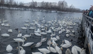 Туристы встретились с зимующими лебедями-кликунами.