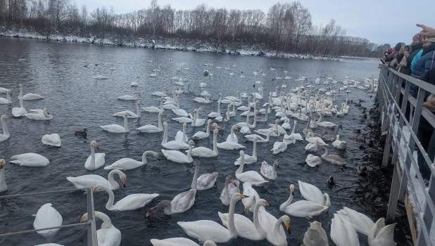 Туристы встретились с зимующими лебедями-кликунами.
