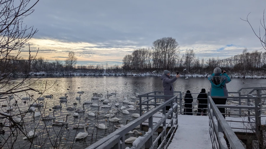 Туристы встретились с зимующими лебедями-кликунами.