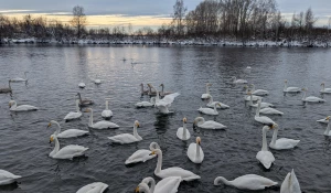 Туристы встретились с зимующими лебедями-кликунами.